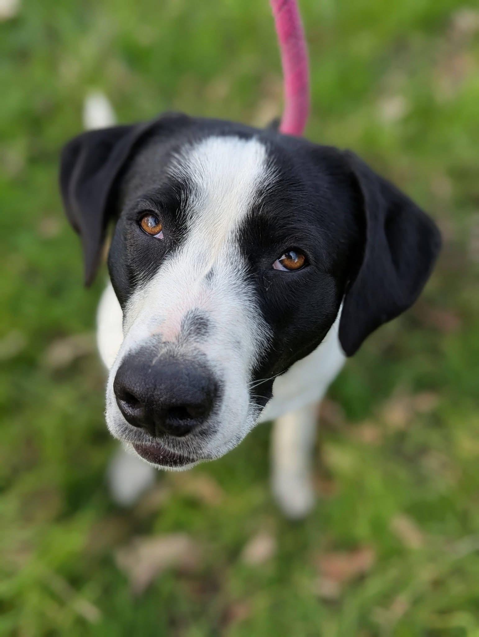 Enlarge CeeCee, a ADOPTABLE mixed breed in Mendham, NJ image 4/4
