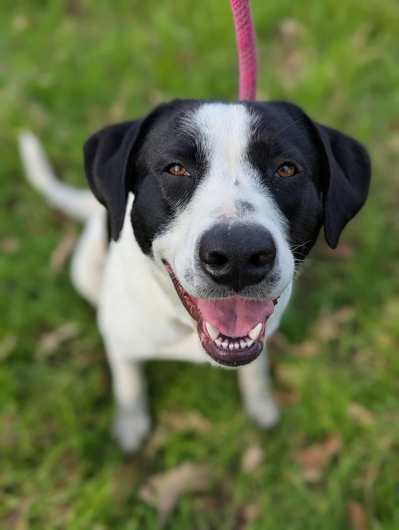 CeeCee, ADOPTABLE, Adult Female Mixed Breed.