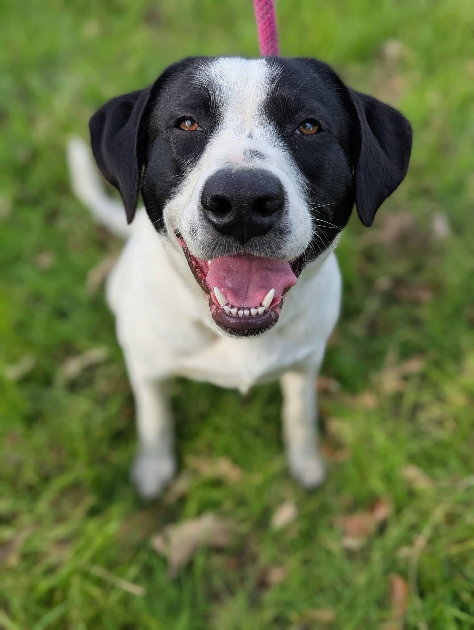 Enlarge CeeCee, a ADOPTABLE mixed breed in Mendham, NJ image 3/4