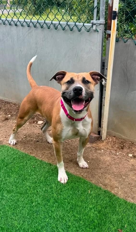Maggie, a ADOPTABLE mixed breed in Youngstown, OH image 5/5