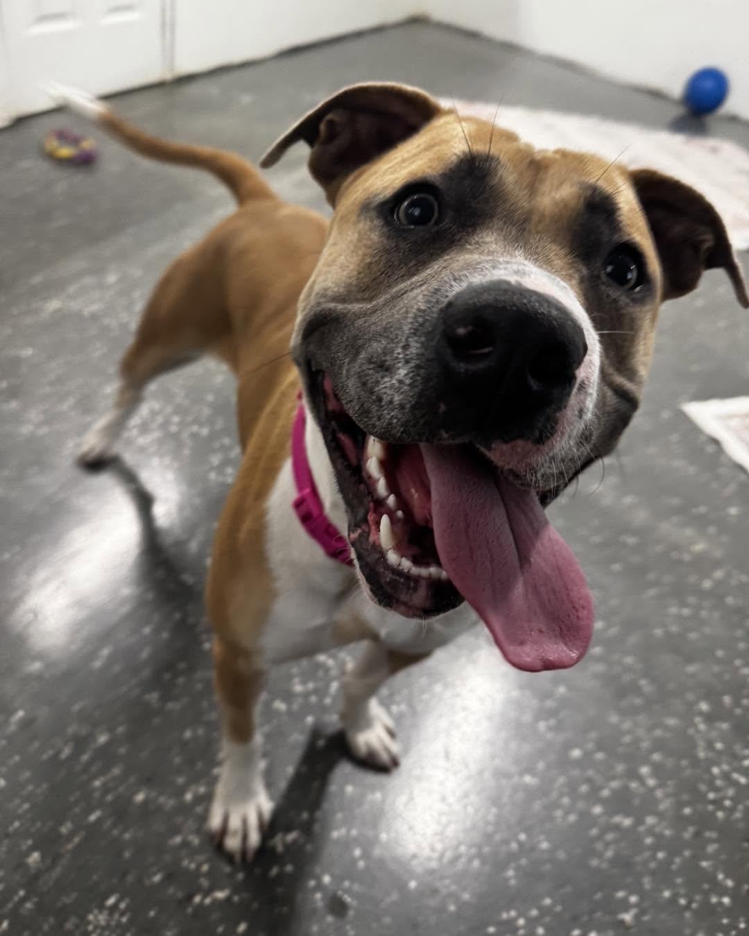 Maggie, a ADOPTABLE mixed breed in Youngstown, OH image 4/5