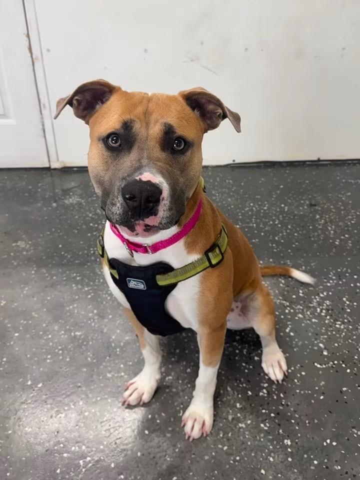 Maggie, a ADOPTABLE mixed breed in Youngstown, OH image 3/5