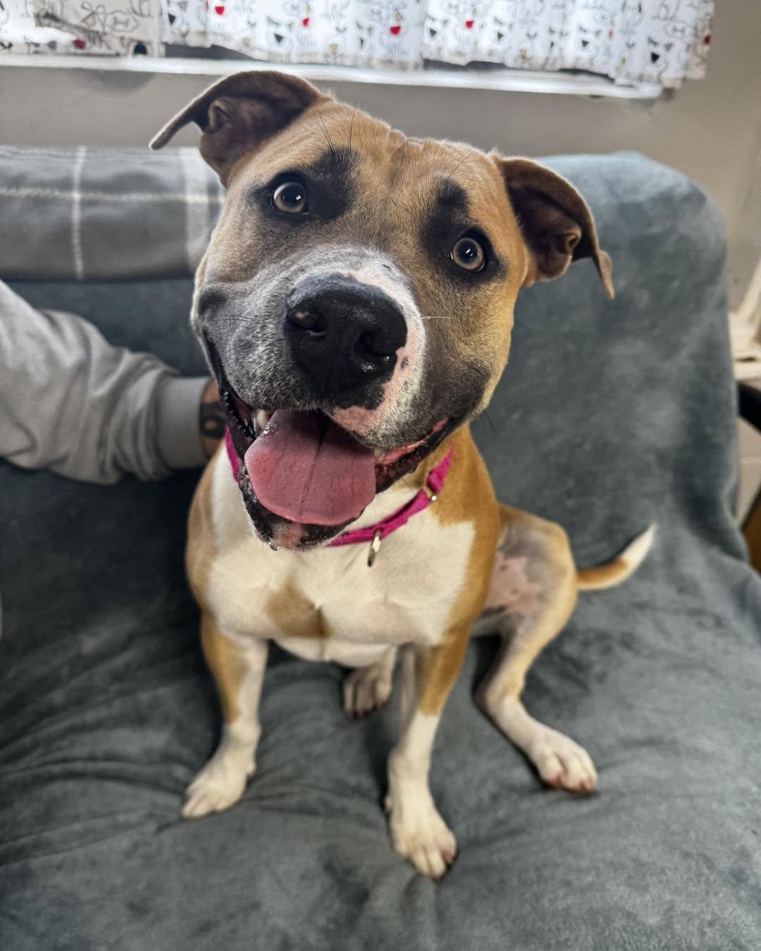 Maggie, a ADOPTABLE mixed breed in Youngstown, OH image 2/5