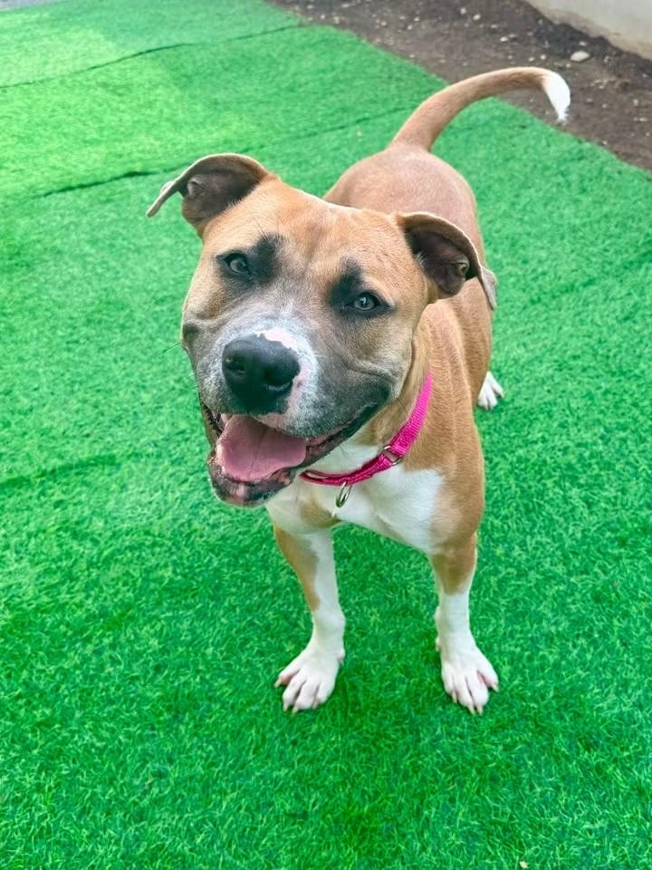 Maggie, ADOPTABLE, Young Female Pit Bull Terrier.