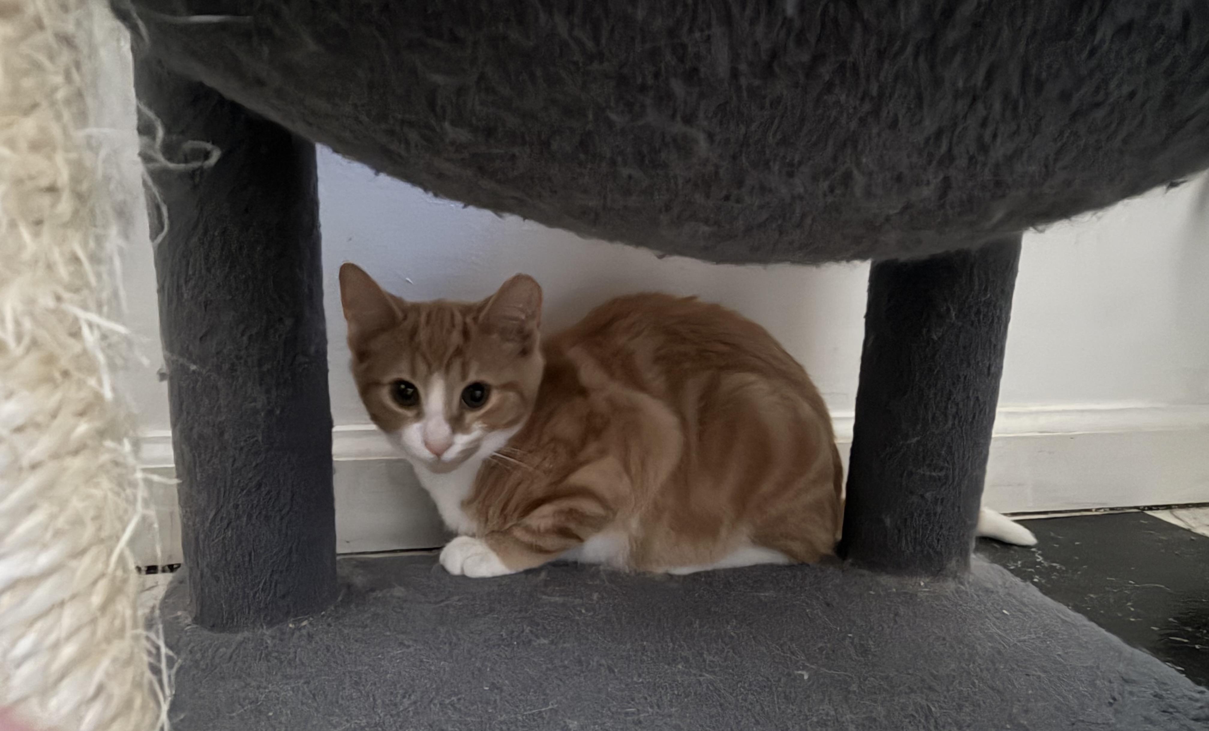 Spongebob, adopted, Young Male Domestic Short Hair.