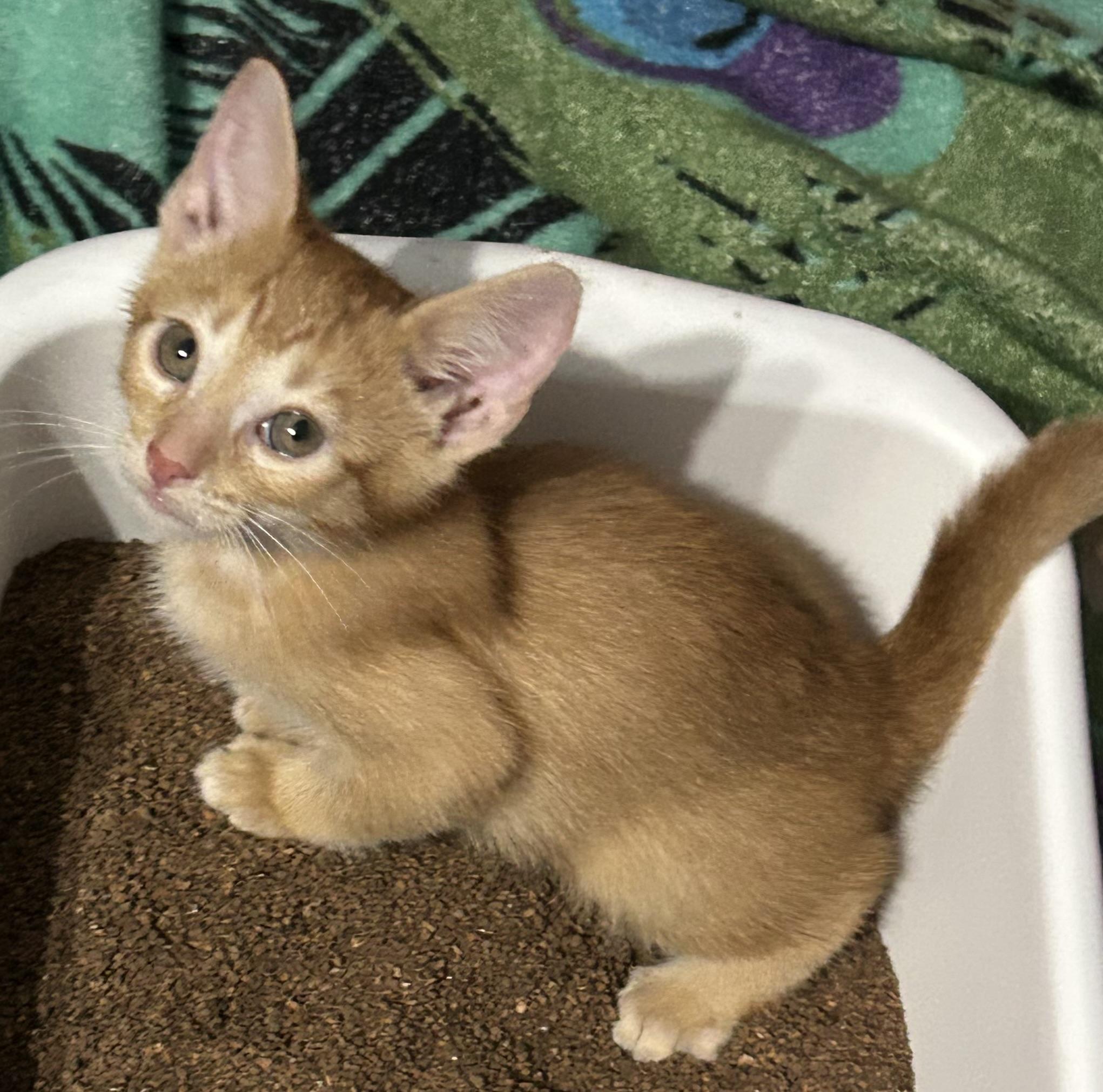 Sundance Kid 5/25, Baby Male Domestic Short Hair