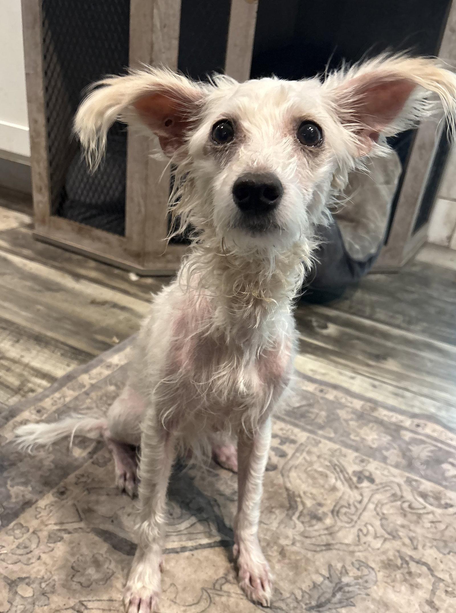 Loki, Adoptable, Adult Male Mixed Breed.
