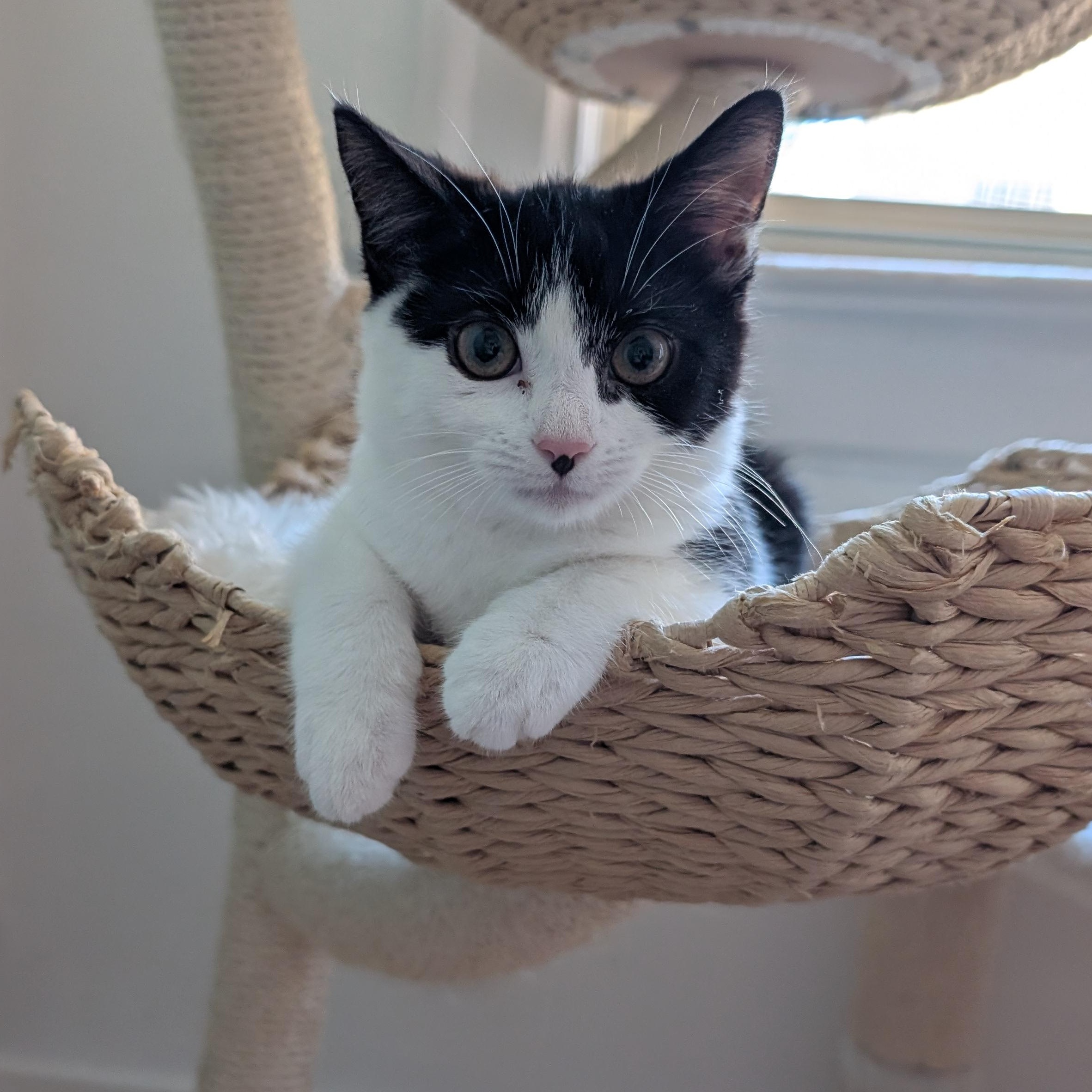 Penguin, Adoptable, Kitten Female Domestic Short Hair.