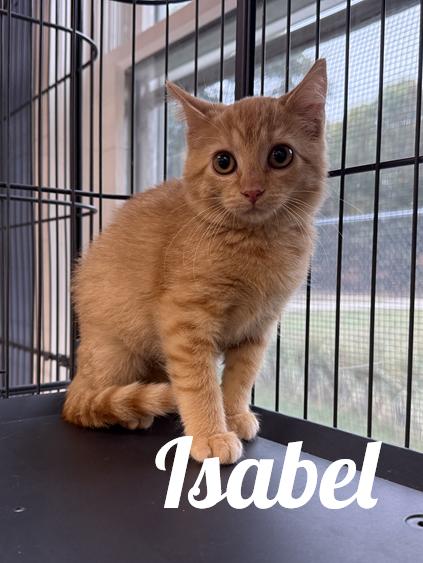 Isabel, Adoptable, Young Female Domestic Short Hair.