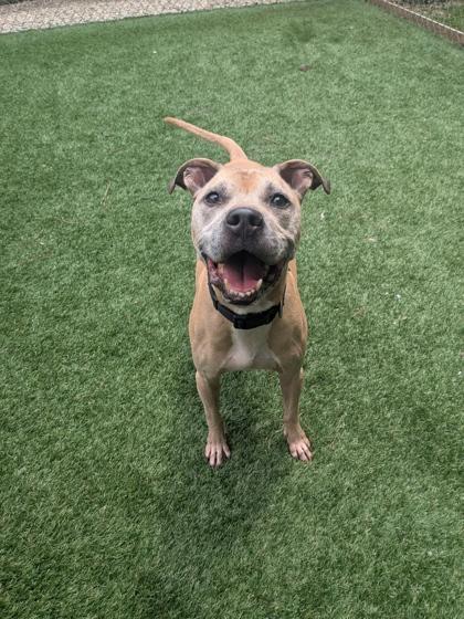 Enlarge Cayde, a Adoptable mixed breed in Louisburg, NC image 1/1