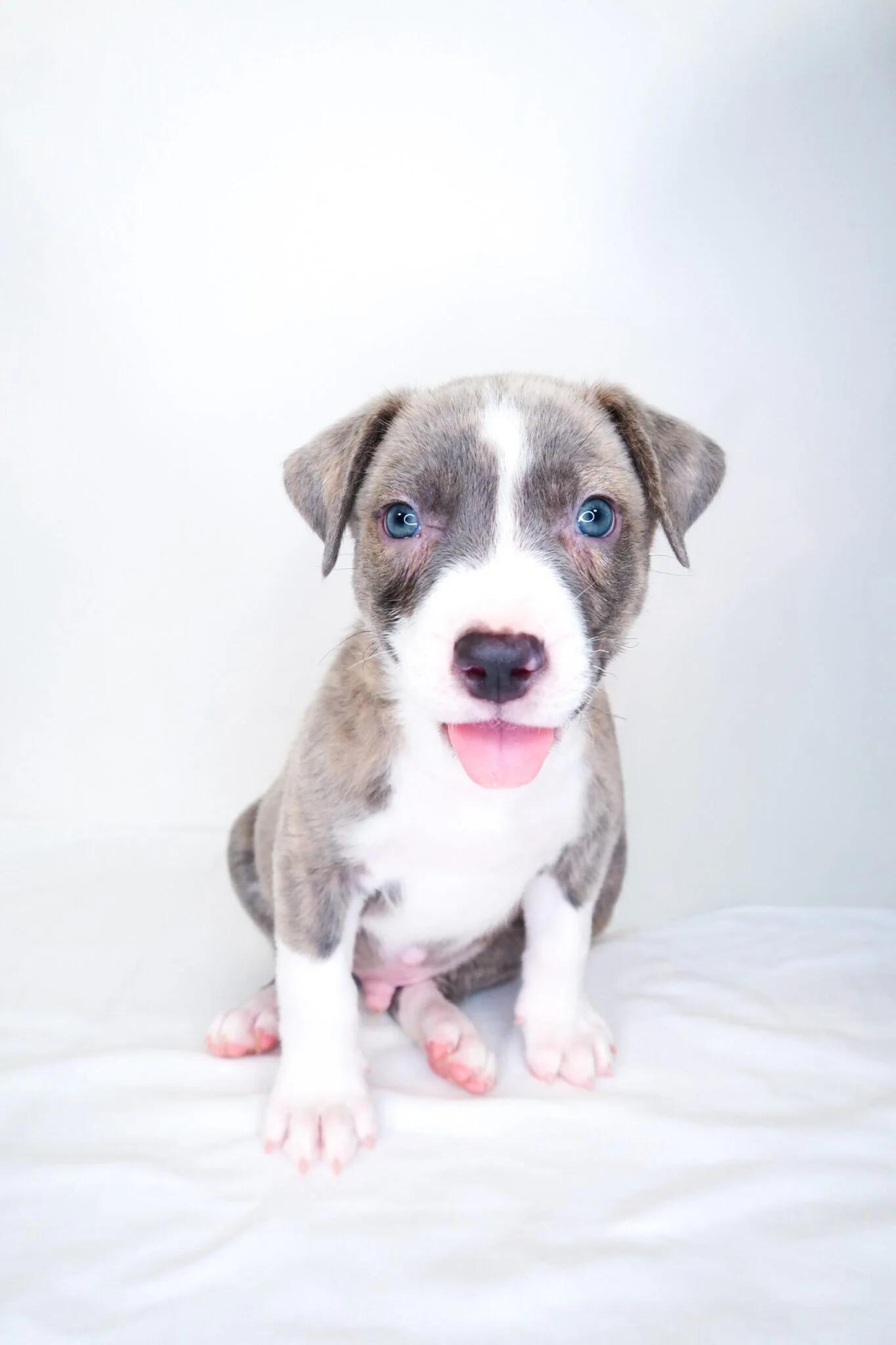 Garfield, an adopted mixed breed in Bixby, OK image 6/6