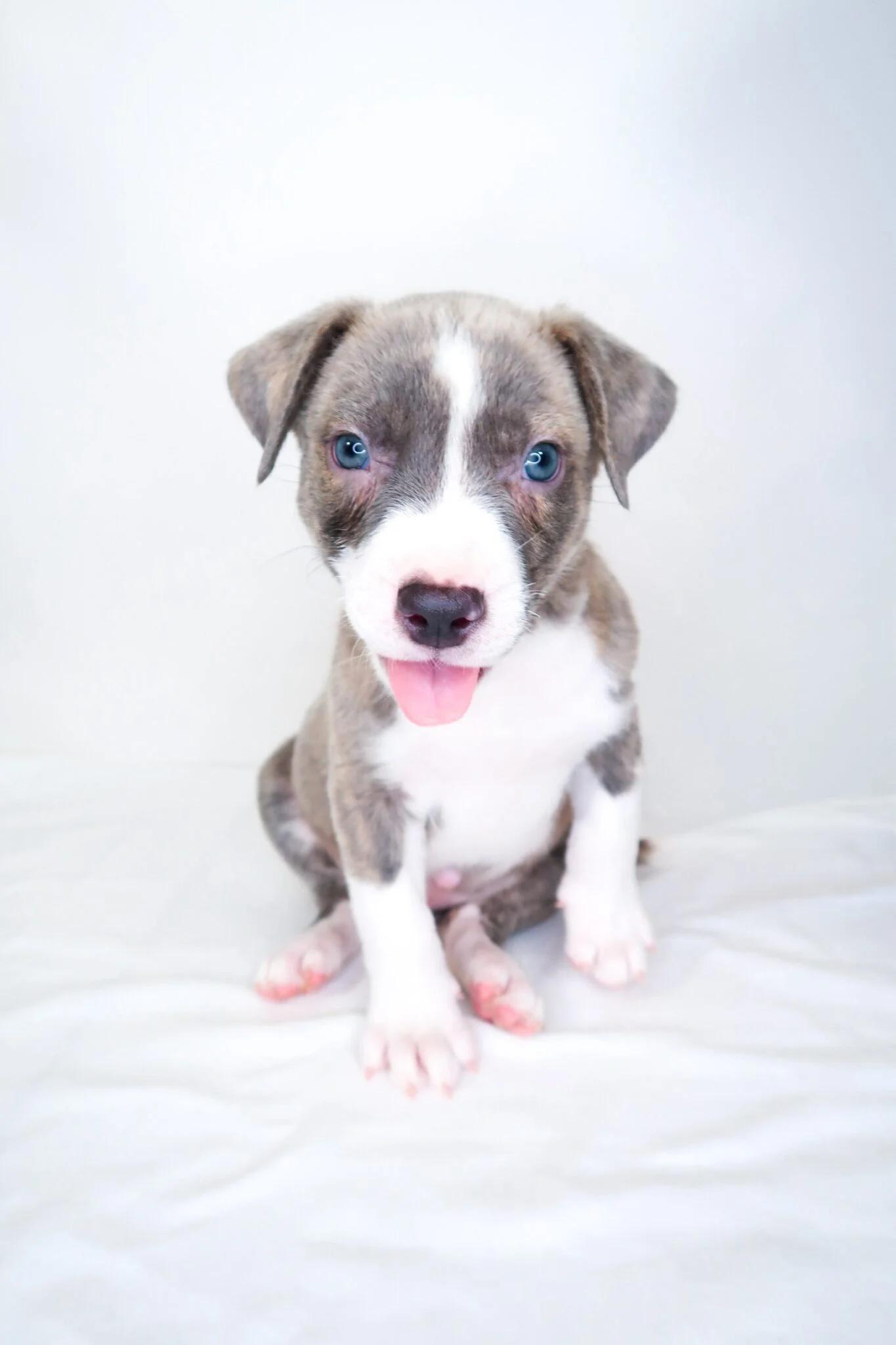 Garfield, an adopted mixed breed in Bixby, OK image 2/6