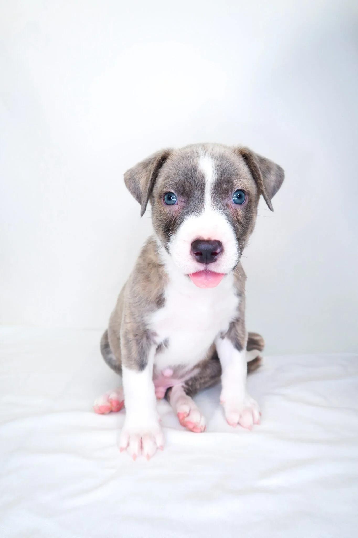 Garfield, an adopted mixed breed in Bixby, OK image 5/6
