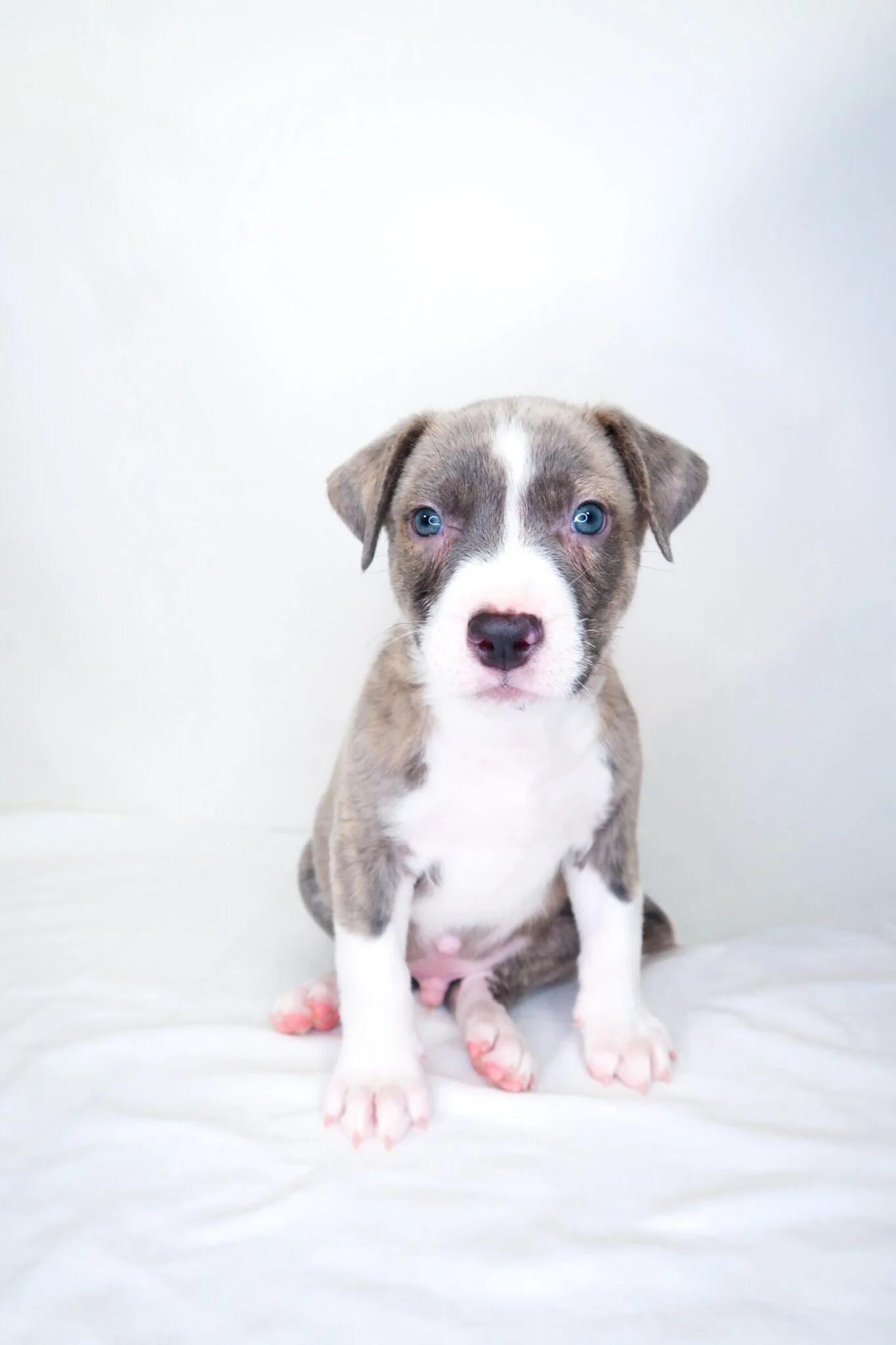 Garfield, adopted, Puppy Male Pit Bull Terrier.