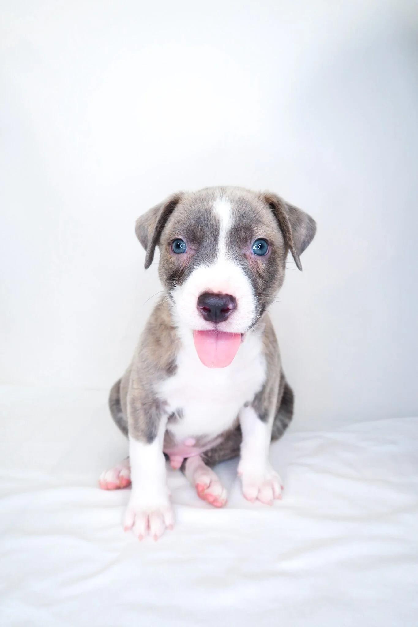 Garfield, an adopted mixed breed in Bixby, OK image 4/6