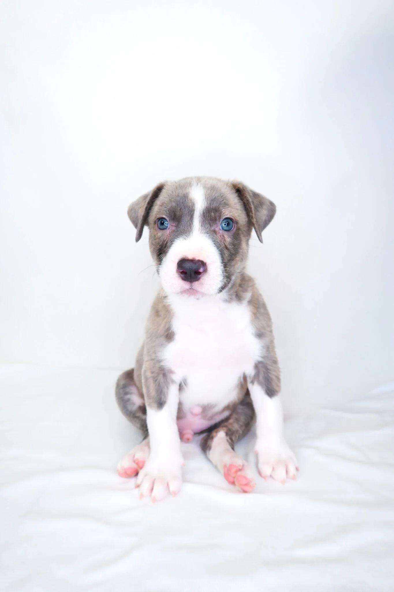 Garfield, an adopted mixed breed in Bixby, OK image 3/6