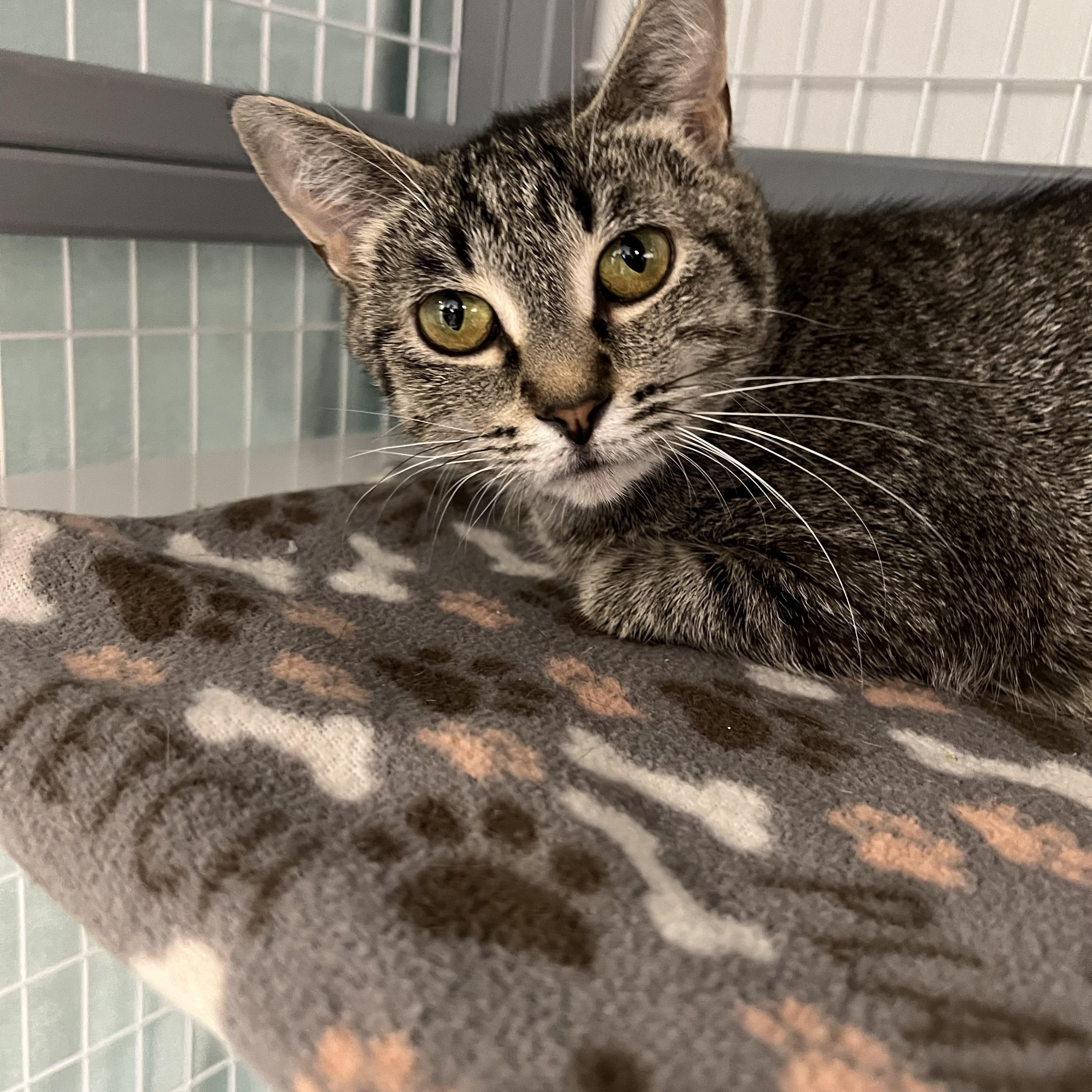Enlarge Padma, a ADOPTABLE Domestic Short Hair in Hudsonville, MI image 1/5