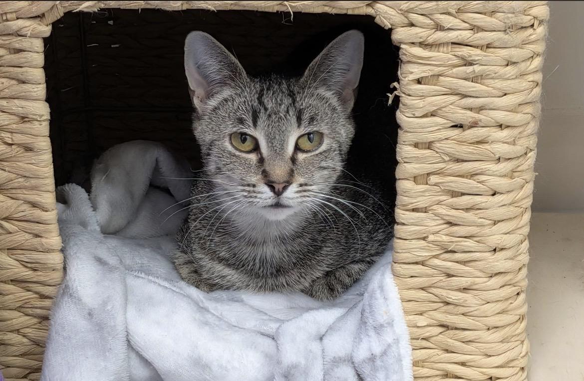 Enlarge Padma, a ADOPTABLE Domestic Short Hair in Hudsonville, MI image 2/5