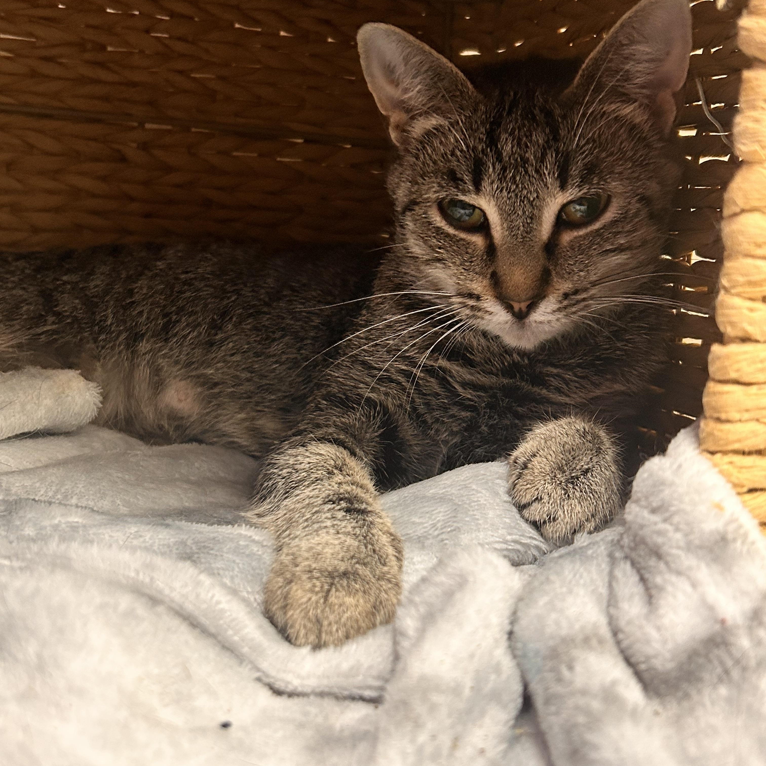 Enlarge Padma, a ADOPTABLE Domestic Short Hair in Hudsonville, MI image 5/5