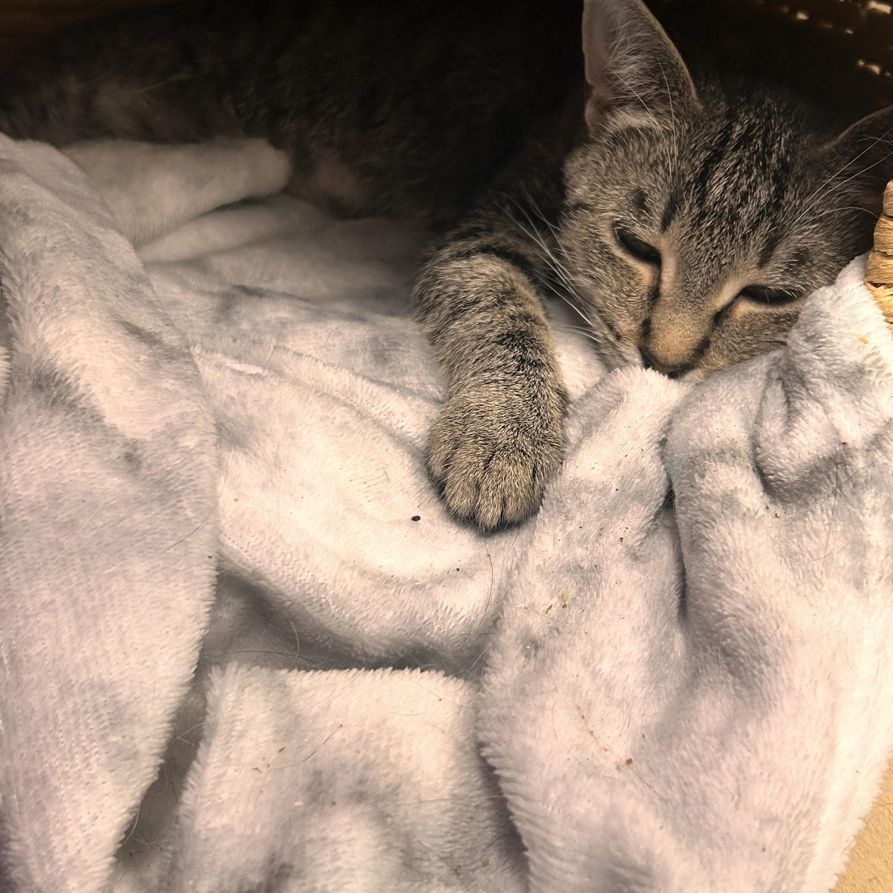 Enlarge Padma, a ADOPTABLE Domestic Short Hair in Hudsonville, MI image 4/5