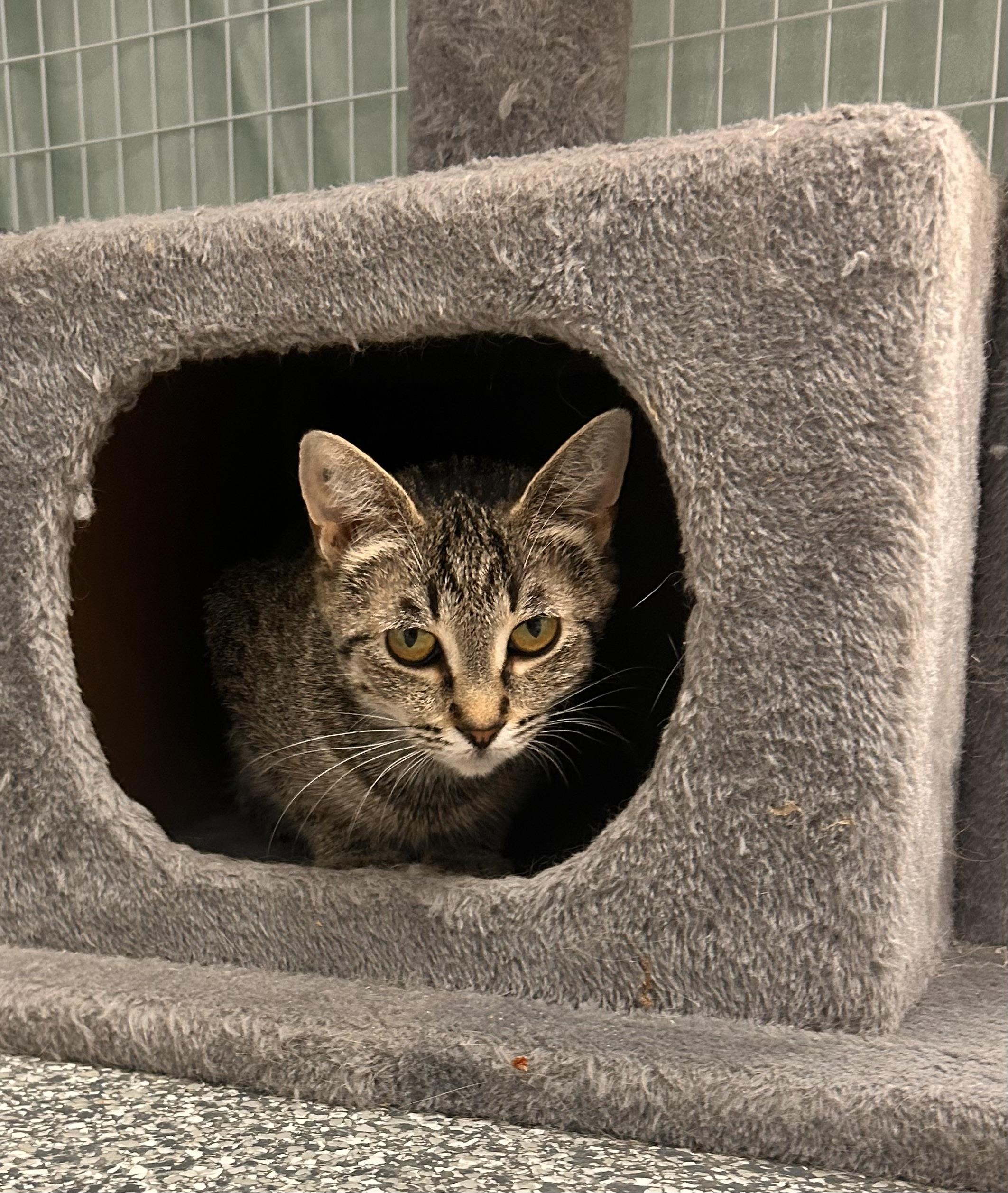 Enlarge Padma, a ADOPTABLE Domestic Short Hair in Hudsonville, MI image 3/5