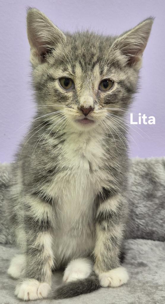 Enlarge Lita, a Adoptable mixed breed in Kendallville, IN image 1/1