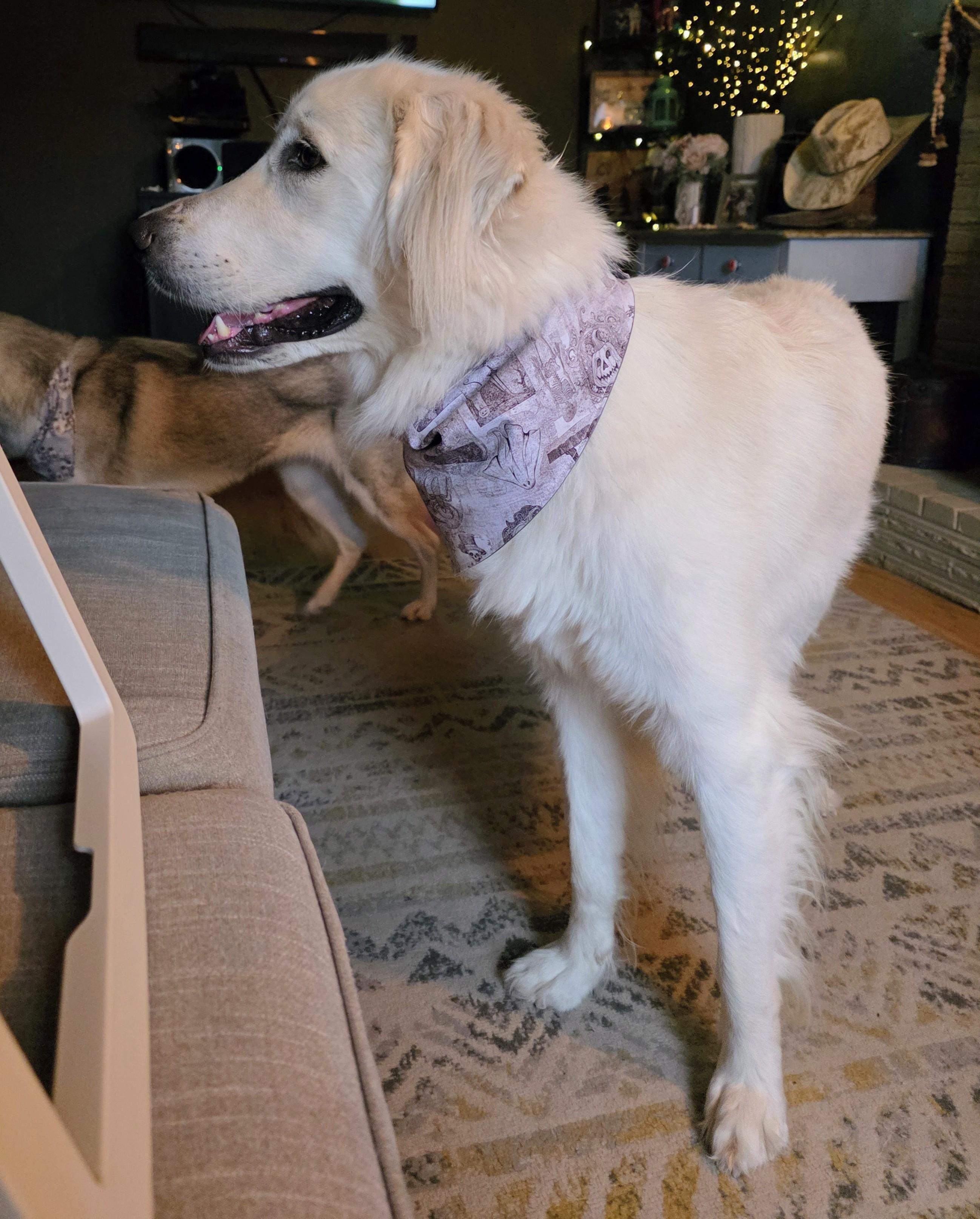 Dovie, a Adoptable mixed breed in Beaverton, OR image 2/5