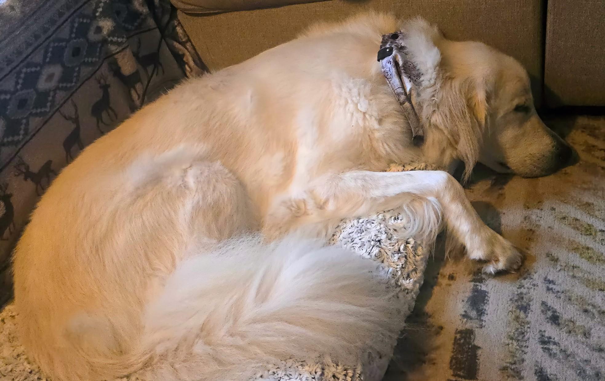 Dovie, a Adoptable mixed breed in Beaverton, OR image 4/5