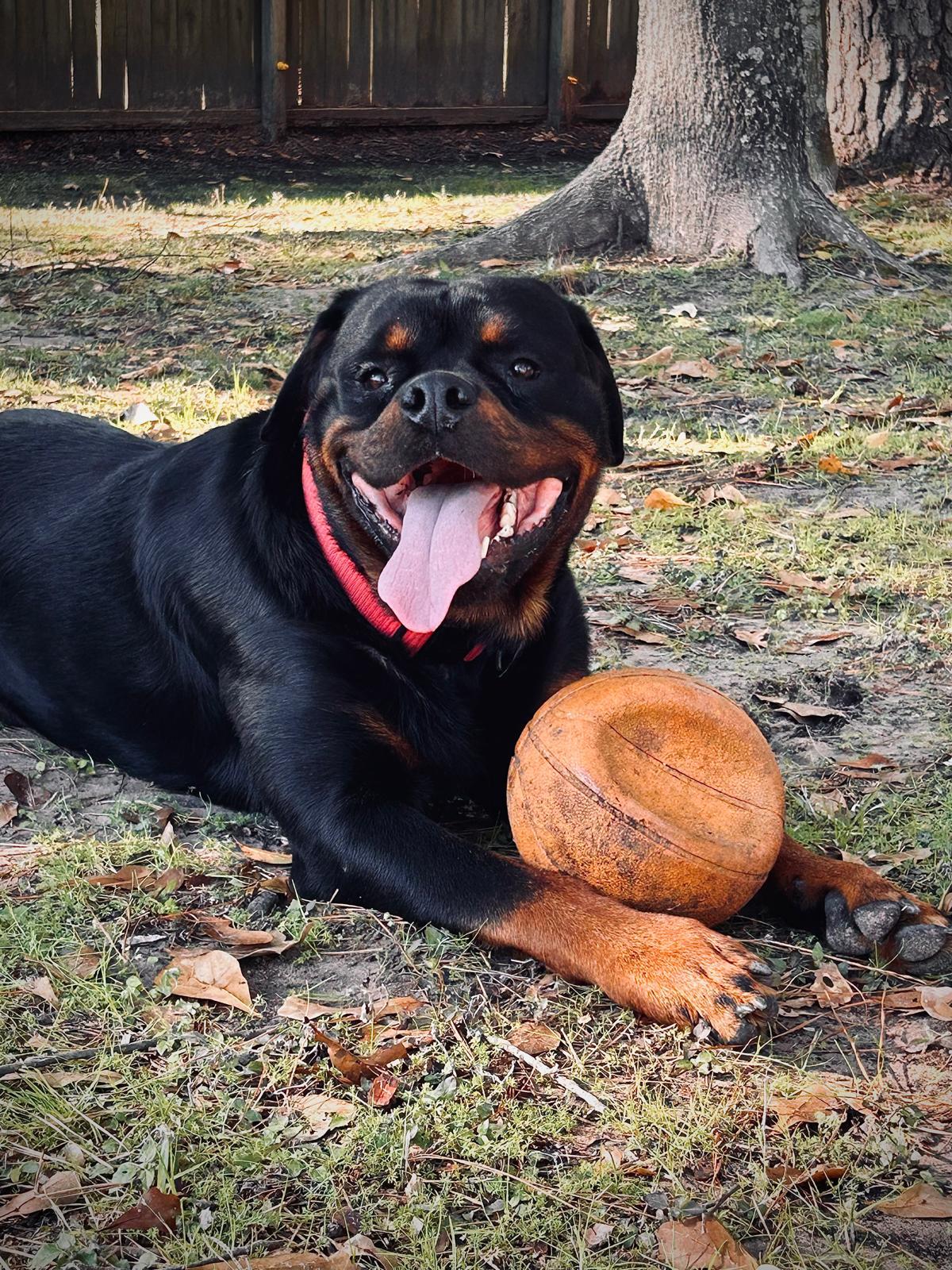 Santa, an adopted Rottweiler in Arlington, TX image 2/6
