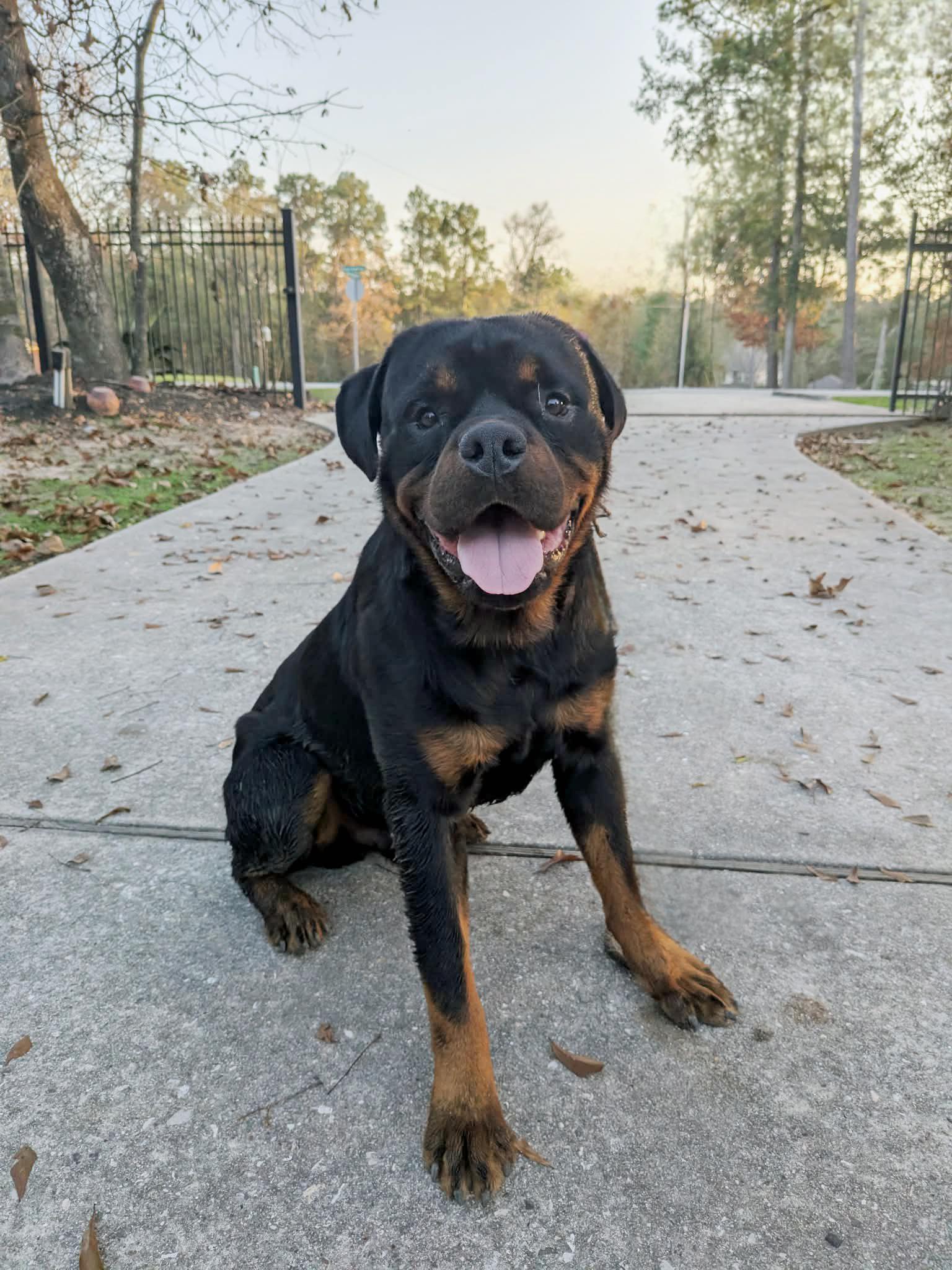 Santa, an adopted Rottweiler in Arlington, TX image 4/6
