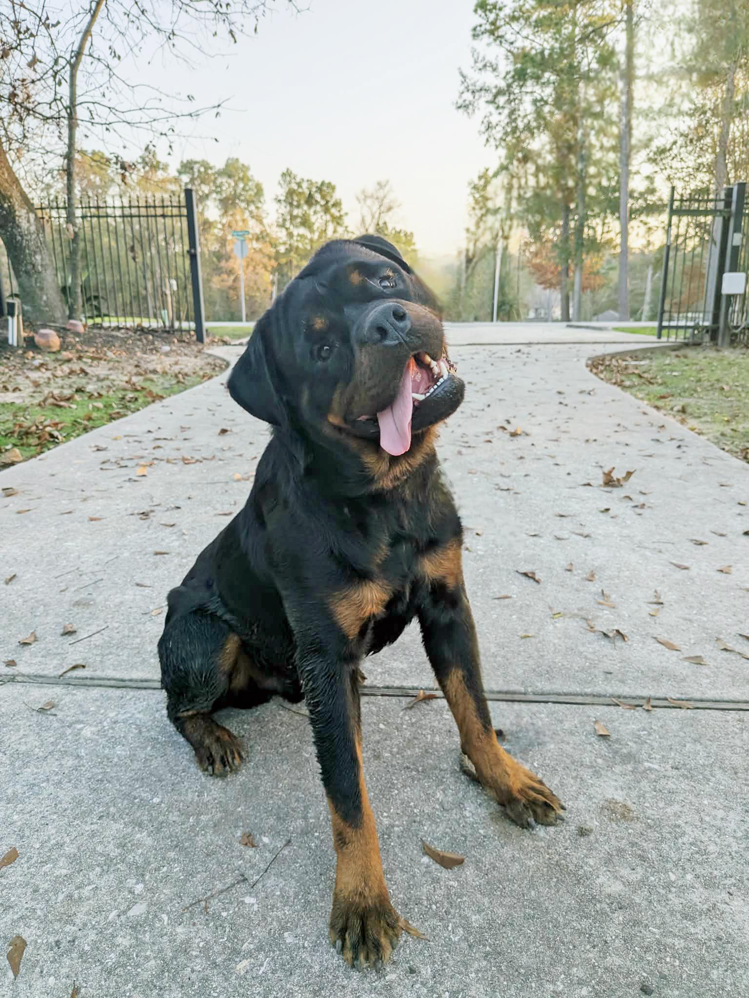 Santa, an adopted Rottweiler in Arlington, TX image 3/6