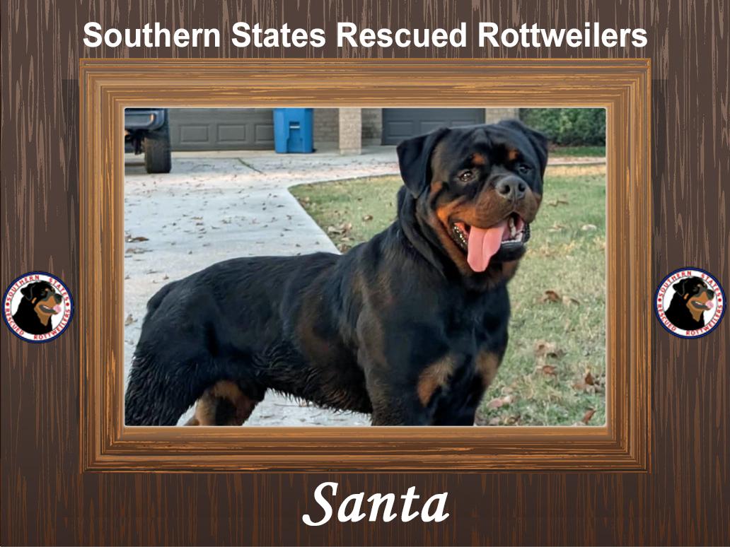 Santa, adopted, Young Male Rottweiler.