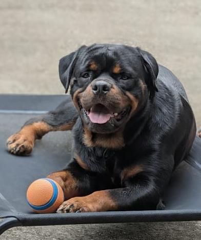 Santa, an adopted Rottweiler in Arlington, TX image 5/6
