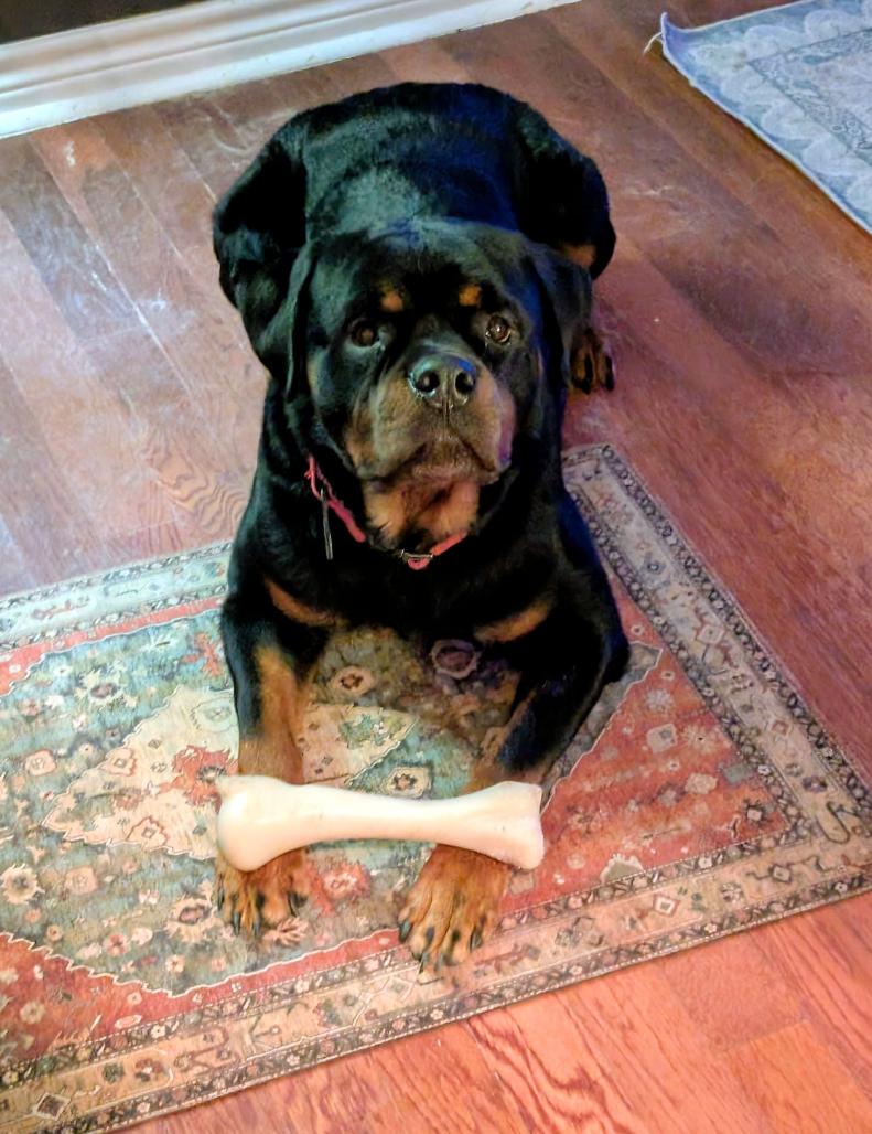 Santa, an adopted Rottweiler in Arlington, TX image 6/6