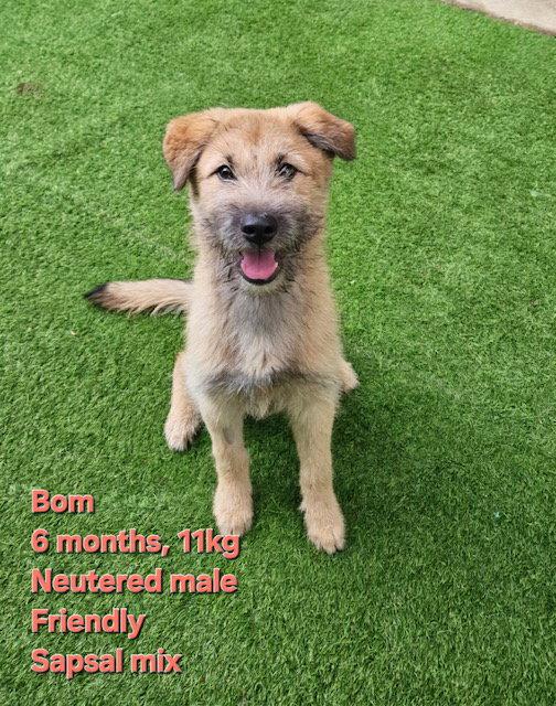 BOM, Adoptable, Puppy Male Wheaten Terrier.