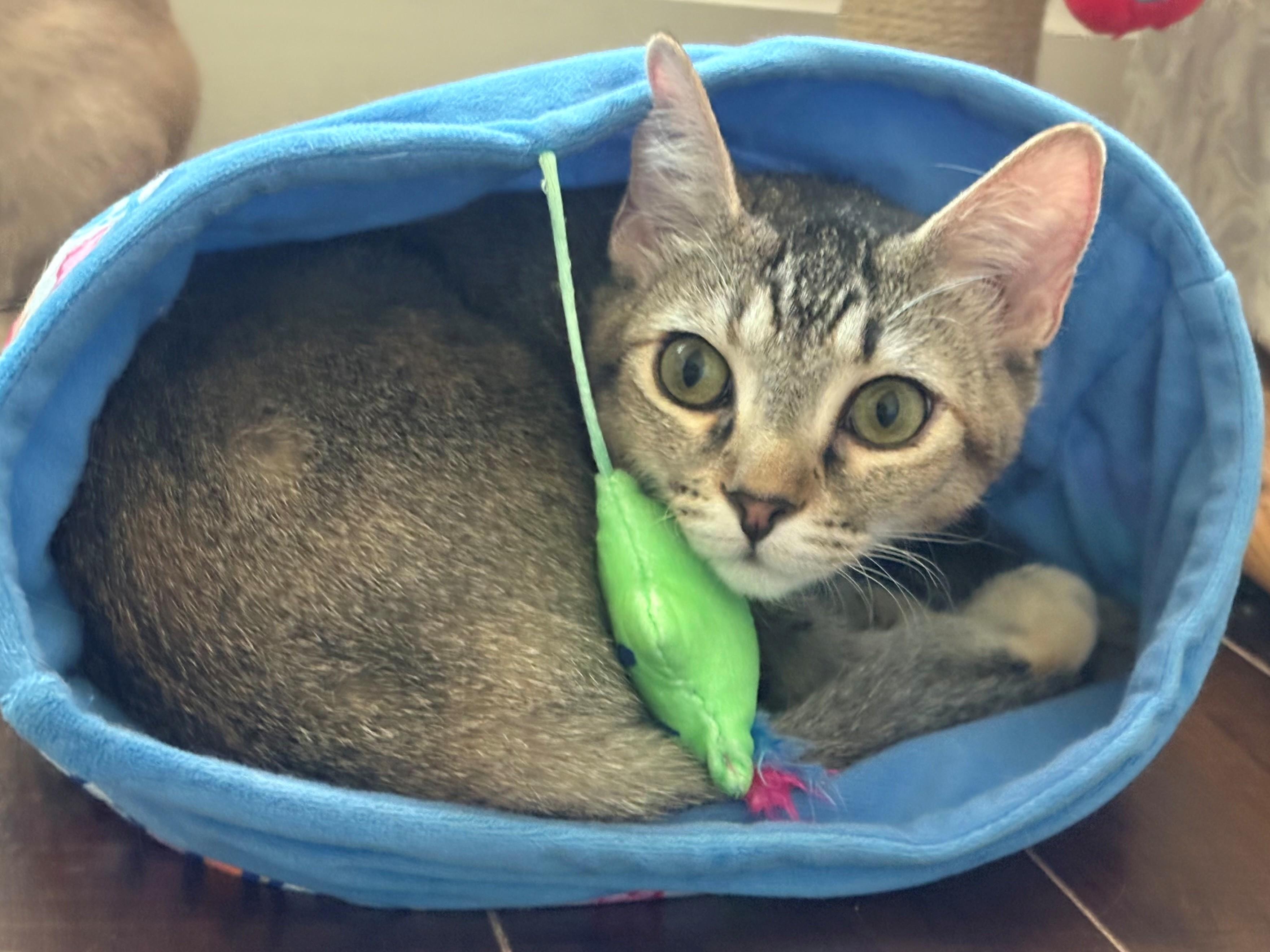 Bella, a Adoptable mixed breed in Saugus, CA image 1/5