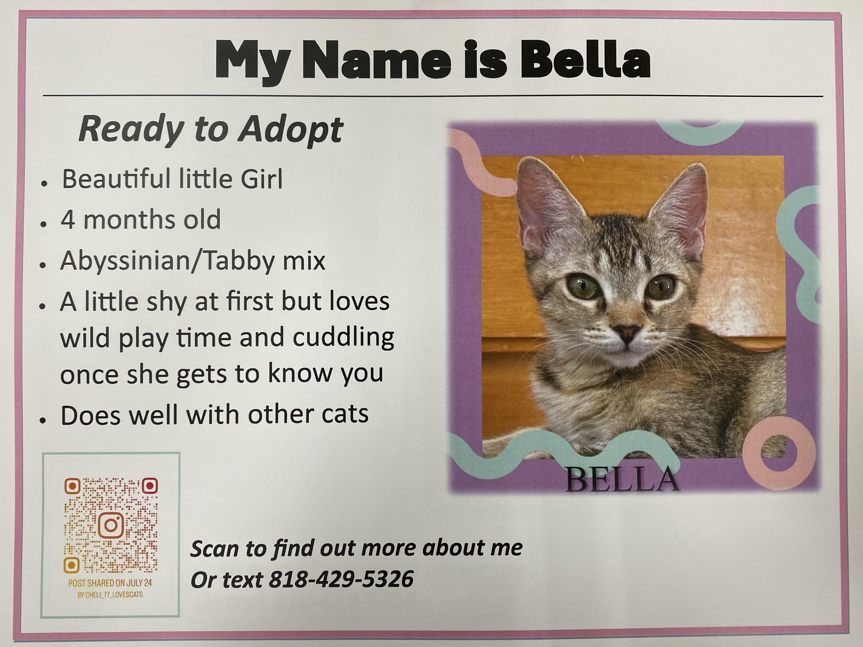 Bella, a Adoptable mixed breed in Saugus, CA image 3/5