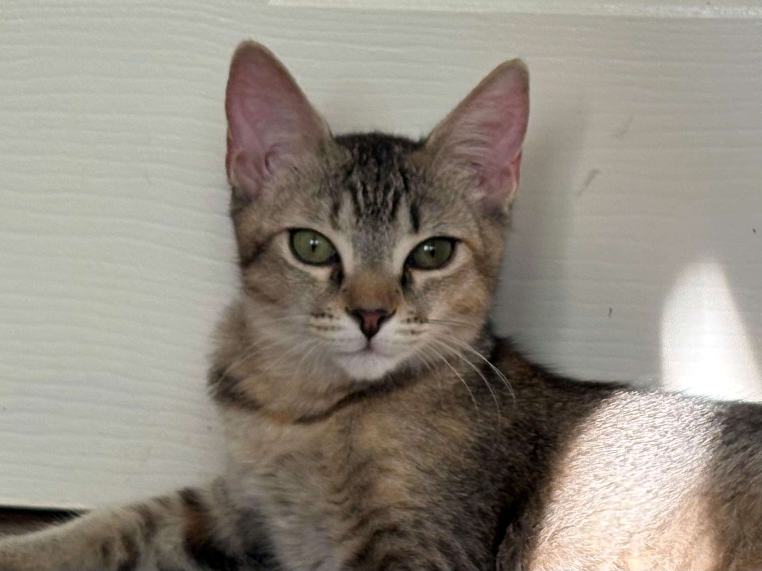 Bella, a Adoptable mixed breed in Saugus, CA image 4/5