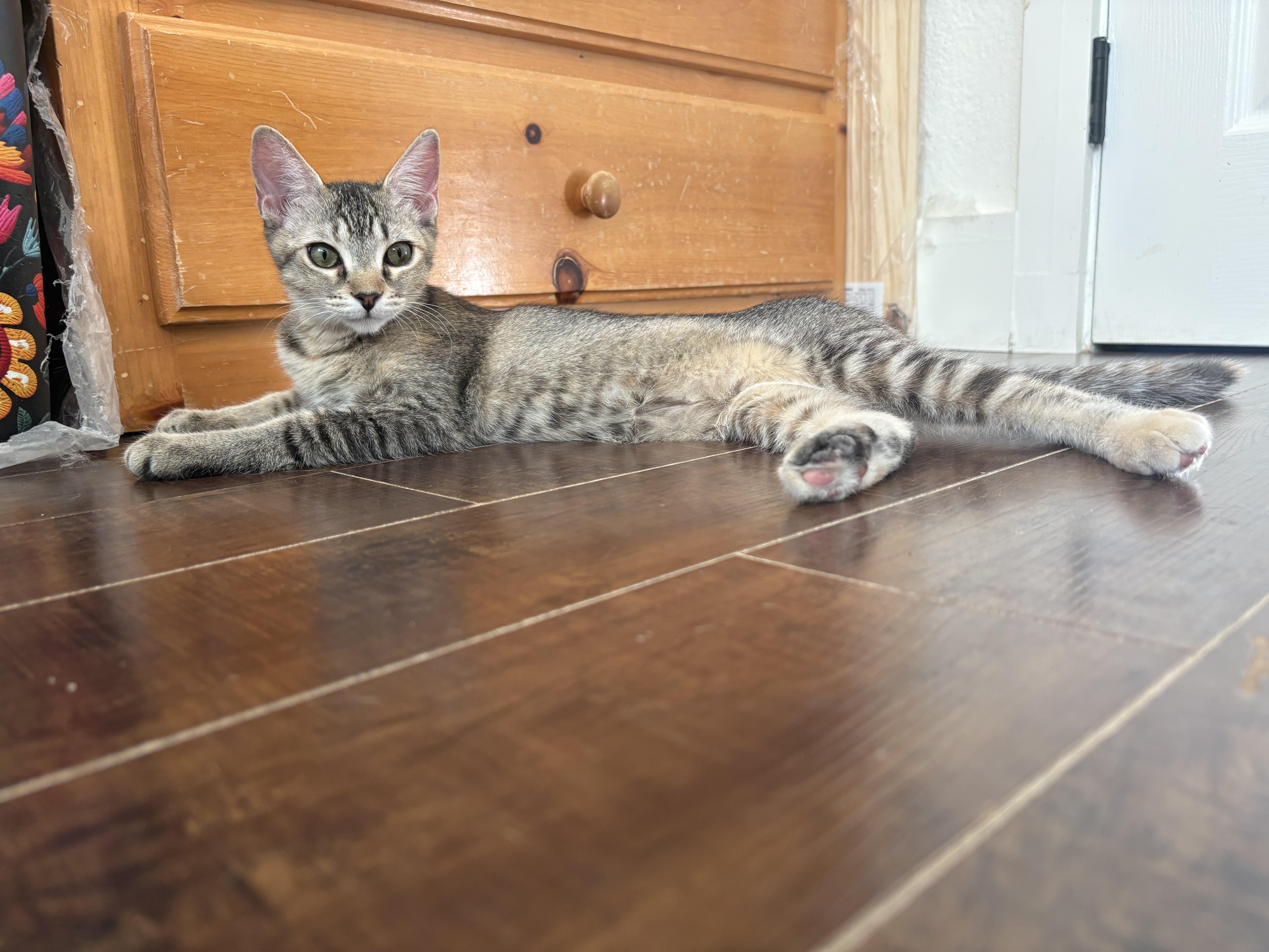 Bella, a Adoptable mixed breed in Saugus, CA image 5/5