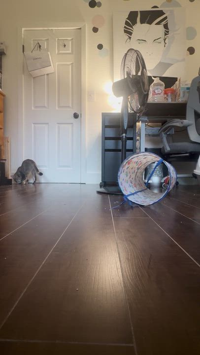 Enlarge Bella, a Adoptable mixed breed in Saugus, CA video 2/5