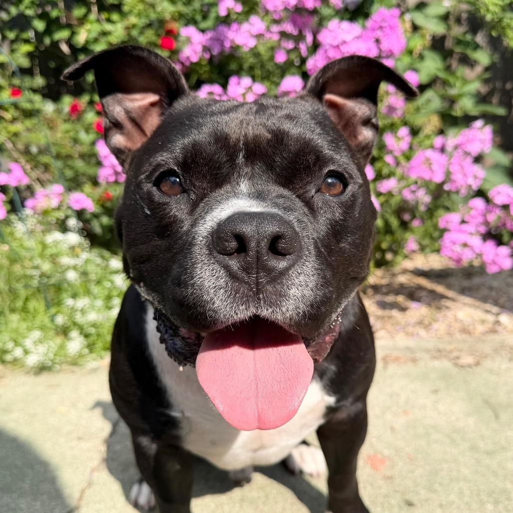 Enlarge Hershey, a Adoptable Mixed Breed in Plainfield, IL image 1/6