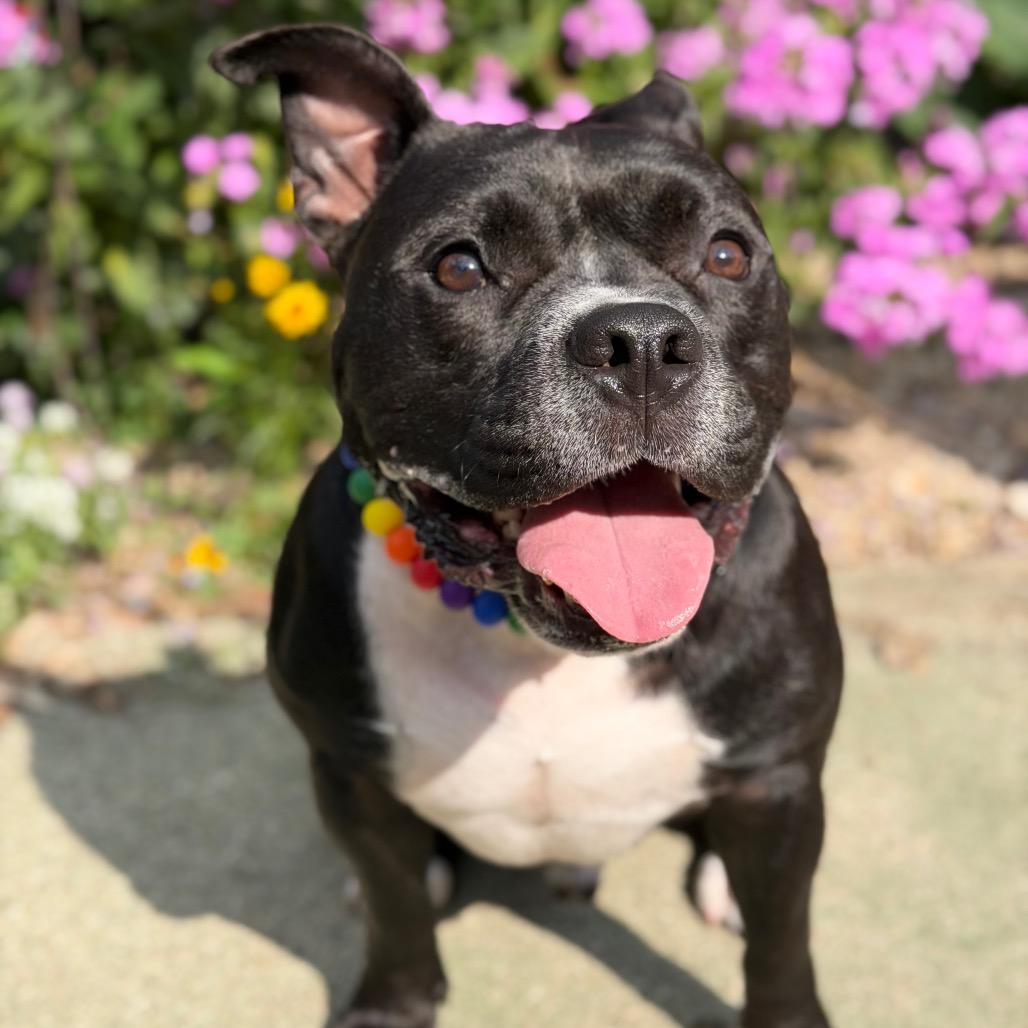 Enlarge Hershey, a Adoptable Mixed Breed in Plainfield, IL image 2/6