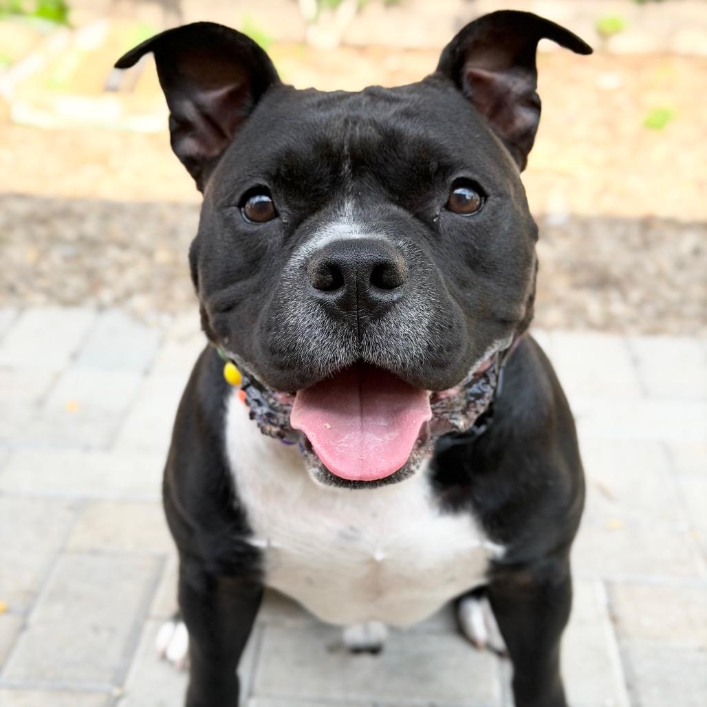 Enlarge Hershey, a Adoptable Mixed Breed in Plainfield, IL image 5/6
