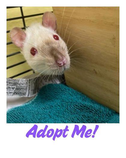 Gretel, a Adoptable Rat in Lowell, MA image 1/2