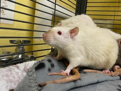 Gretel, a Adoptable Rat in Lowell, MA image 2/2