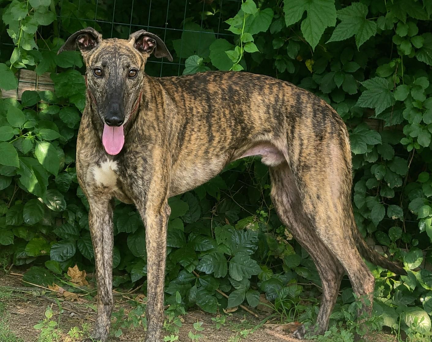 Enlarge Kelsos Showtime, an adoptable Greyhound in Allentown, PA image 3/3