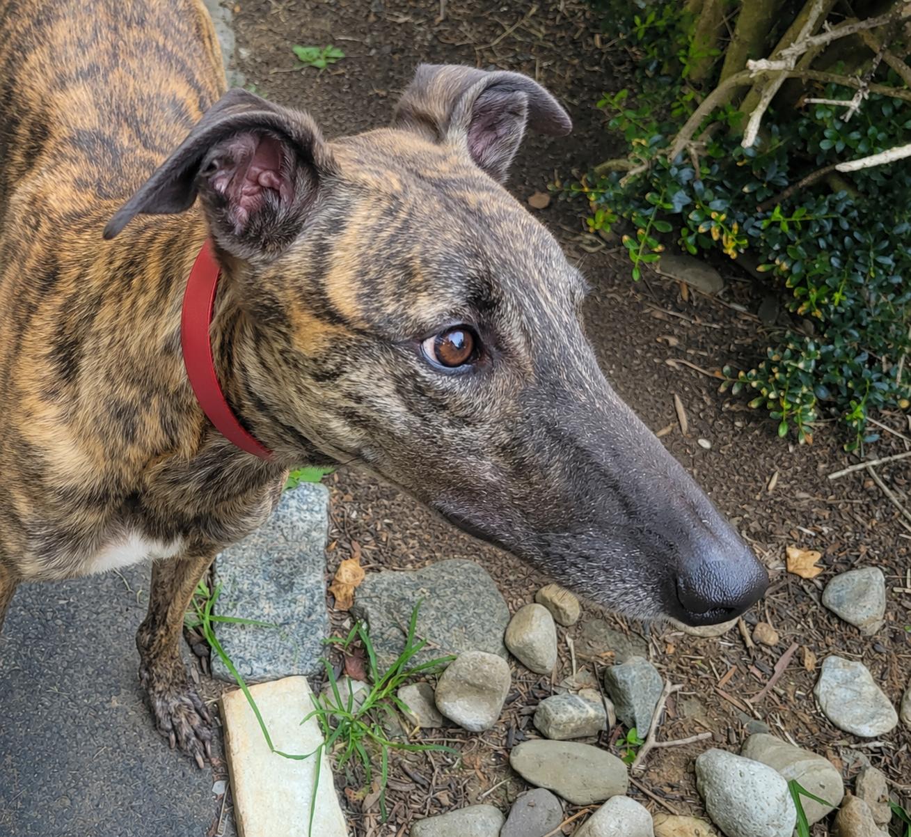 Enlarge Kelsos Showtime, an adoptable Greyhound in Allentown, PA image 2/3