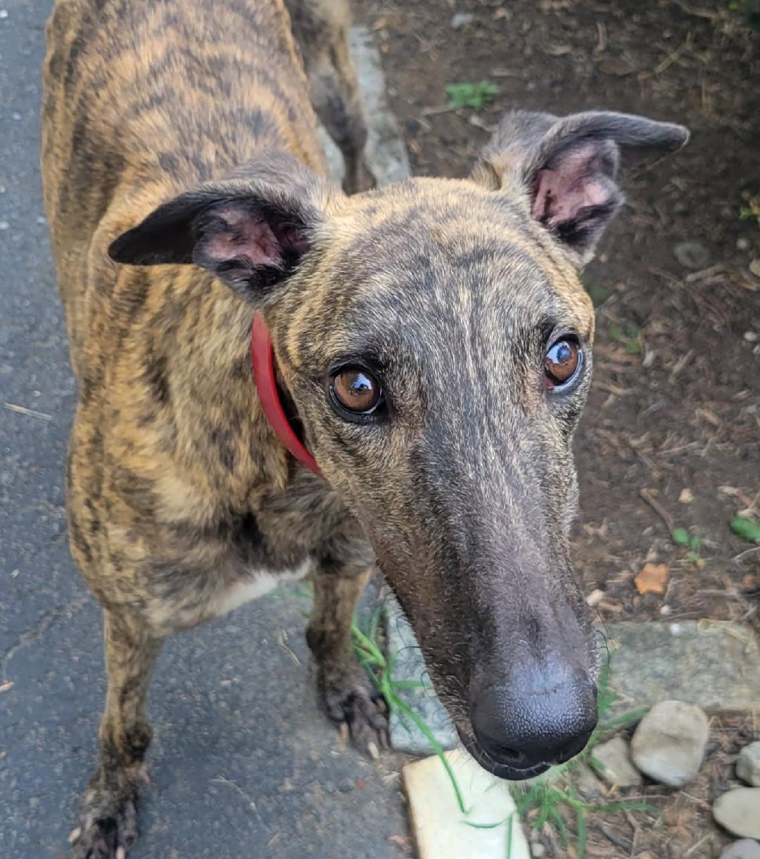 Enlarge Kelsos Showtime, an adoptable Greyhound in Allentown, PA image 1/3