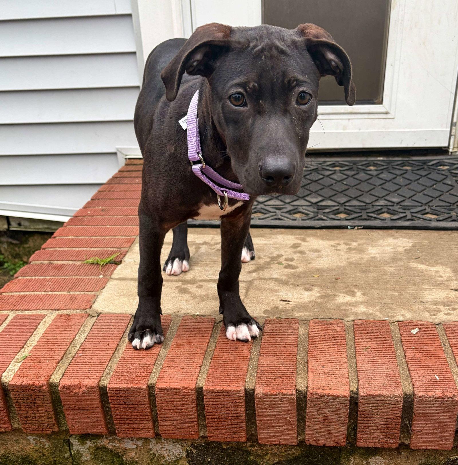 Enlarge Flyer, a Adoptable Mixed Breed in Cliffwood, NJ image 1/2
