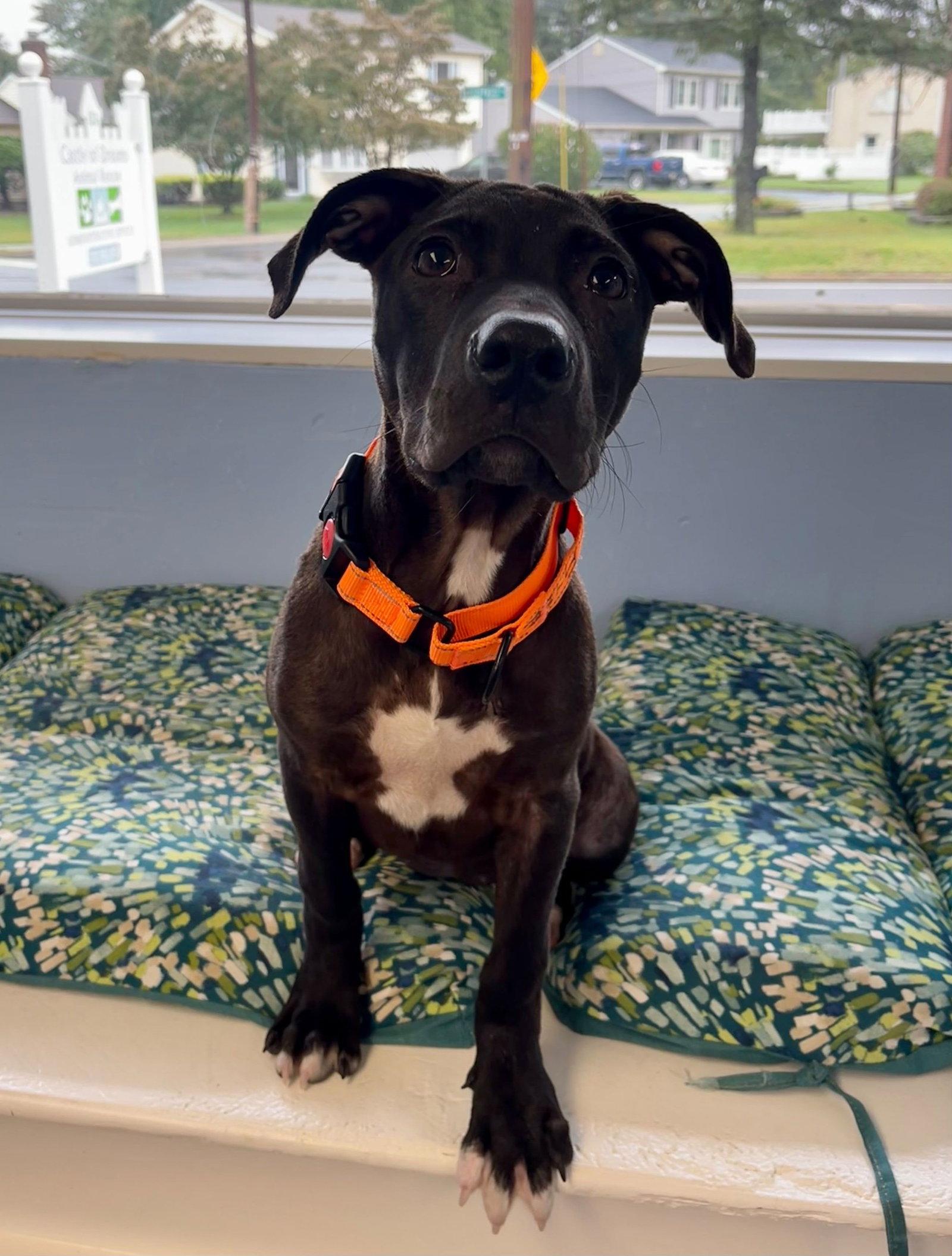 Enlarge Flyer, a Adoptable Mixed Breed in Cliffwood, NJ image 2/2